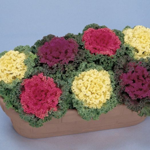 Капуста декоративная (Brassica oleraceae) Nagoya Mix, 50 семян