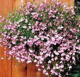 Лобелия еринус ампельная (Lobelia erinus) Regatta Lilac, 100 мультидраже
