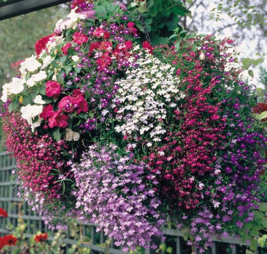 Лобелия еринус ампельная (Lobelia erinus) Regatta Mix, 100 мультидраже