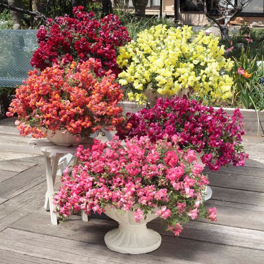 Львиный зев ампельный (Antirhinum majus pendula F1) Candy Showers Mix, 100 семян