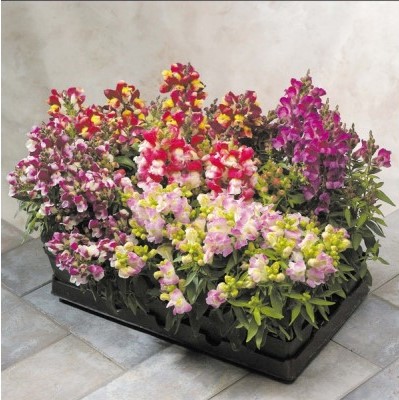 Львиный Зев (Antirhinum majus) Floral Showers Bicolor Mix, 100 семян