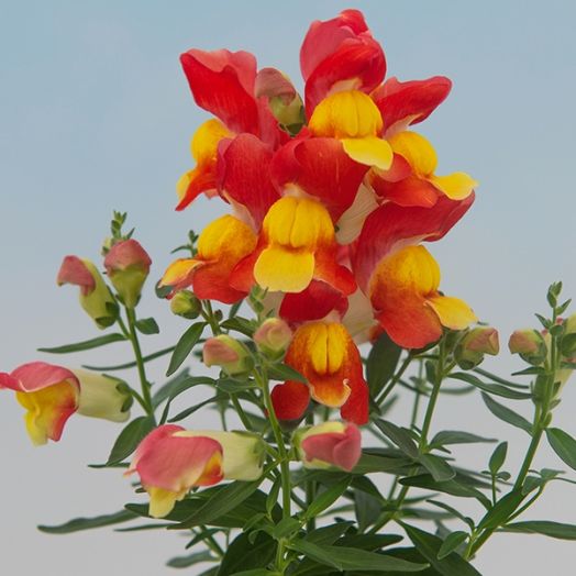 Львиный зев (Antirhinum majus F1) Snappy orange and yellow, 100 семян