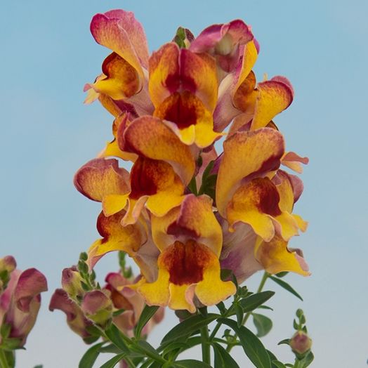 Львиный зев (Antirhinum majus F1) Snappy red flame, 100 семян