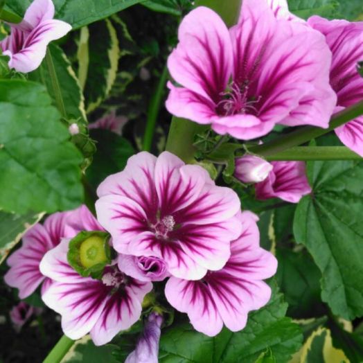 Мальва лесная (Alcea sylvestris) Zebrina, 2,5г семян