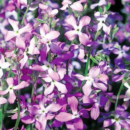 Маттиола двурогая/Ночная фиалка (Matthiola bicornis), 1г семян