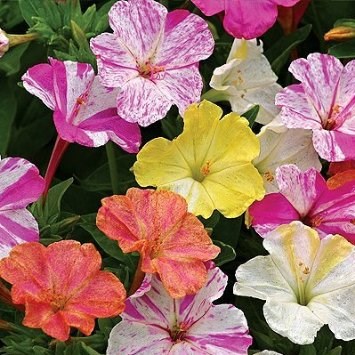 Мирабилис ялапа / Ночная красавица (Mirabilis jalapa) Bicolors Mixed, 5г семян