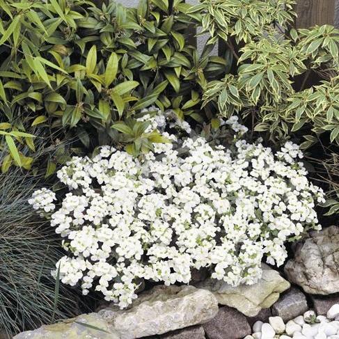 Арабис альпийский (Arabis alpina) Snow Peak, 1г семян