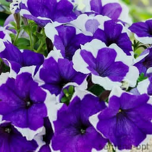 Петуния крупноцветковая (Petunia grandiflora F1) Limbo blue picotee, 100 драже