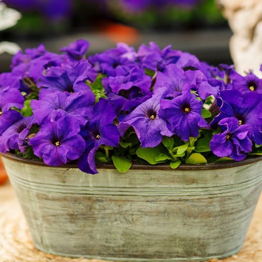 Петуния крупноцветковая (Petunia grandiflora F1) Limbo blue, 100 драже