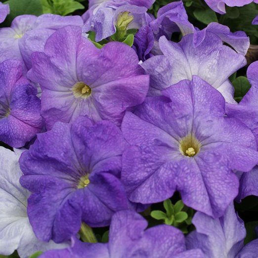 Петуния крупноцветковая (Petunia grandiflora F1) Limbo sky blue, 100 драже
