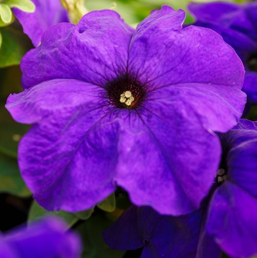 Петуния крупноцветковая (Petunia grandiflora F1) Limbo mid-blue, 100 драже