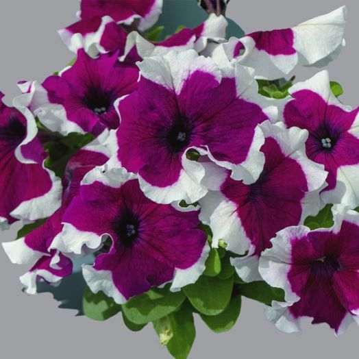 Петуния крупноцветковая (Petunia grandiflora F1) Limbo burgundy picotee, 100 драже