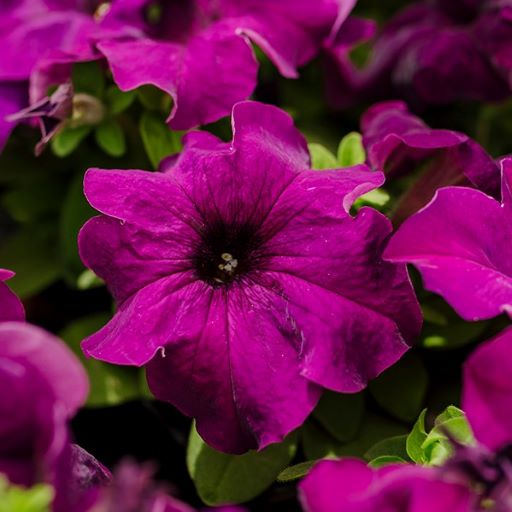Петуния крупноцветковая (Petunia grandiflora F1) Limbo purple, 100 драже