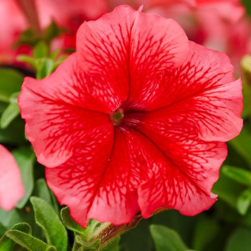 Петуния крупноцветковая (Petunia grandiflora F1) Limbo red veined, 100 драже