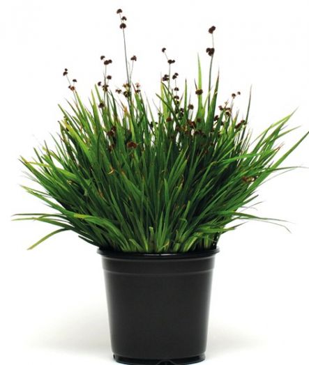 Ситник мечелистный (Juncus ensifolius) Starhead, 10 мультидраже