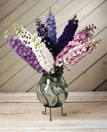 Дельфиниум высокий (Delphinium elatum) Magic Fountains Mix, 100 семян