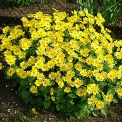 Дороникум восточный (Doronicum orientale) Little Leo, 250 семян