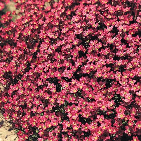 Камнеломка арендса (Saxifraga arendsii) Purple Robe, 0,5г семян