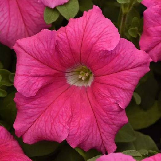 Петуния крупноцветковая (Petunia grandiflora F1) Supercascade Pink, 250 драже