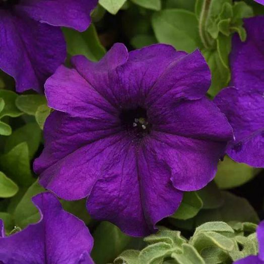 Петуния крупноцветковая (Petunia grandiflora F1) Supercascade Blue, 250 драже
