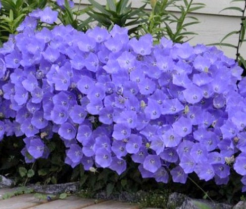 Колокольчик карпатский (Campanula carpatica) Blue, 0,5г семян