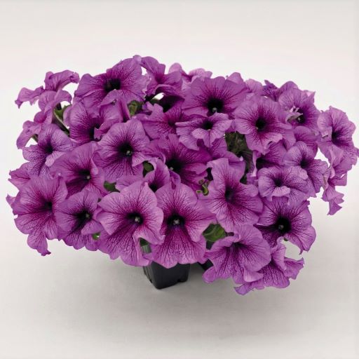 Петуния крупноцветковая (Petunia grandiflora F1) Success! 360° Purple Vein, 100 драже