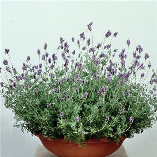 Лаванда многонадрезная (Lavandula multifida) Spanish Eyes, 100 семян