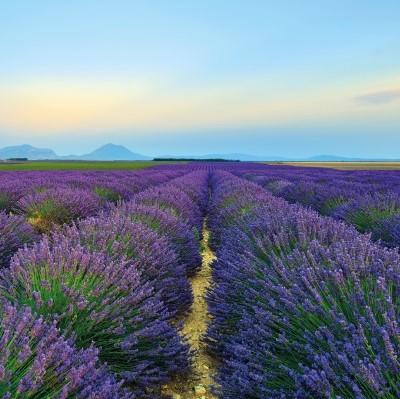 Лаванда узколистная (Lavandula angustifolia) Hidcote Blue Strain, 100 семян