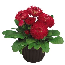 Маргаритка многолетняя (Bellis perennis) Roggli Red, 100 драже
