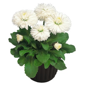 Маргаритка многолетняя (Bellis perennis) Roggli White, 100 драже