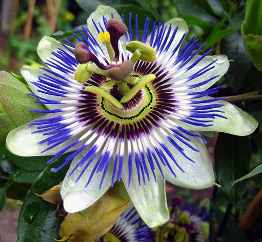 Пассифлора голубая (Passiflora caerulea) Coerulea, 1г семян