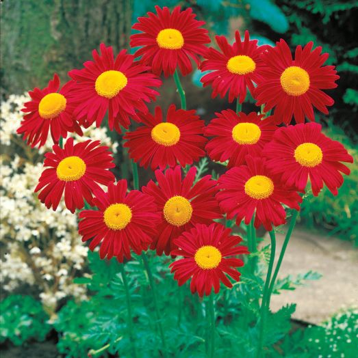 Пиретрум девичий (Tanacetum parthenium) Scarlet Star, 1г семян