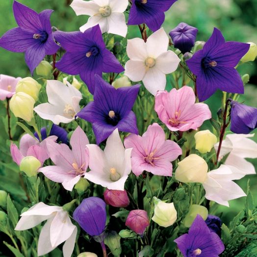 Платикодон крупноцветковый (Platycodon grandiflora) Mix, 50 семян