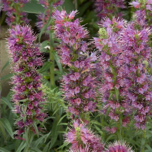 Синяк приятный (Echium amoenum) Eclat, 250 семян