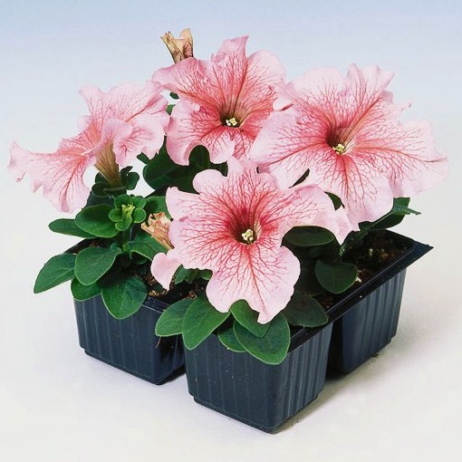 Петуния крупноцветковая (Petunia grandiflora F1) Tango salmon veined, 250 драже