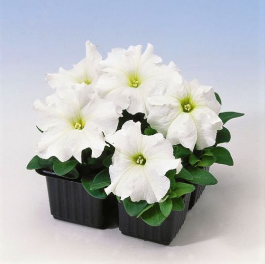 Петуния крупноцветковая (Petunia grandiflora F1) Tango white, 250 драже