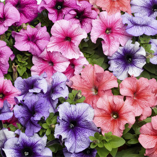 Петуния крупноцветковая (Petunia grandiflora F1) Tritunia Veined Mix, 250 драже