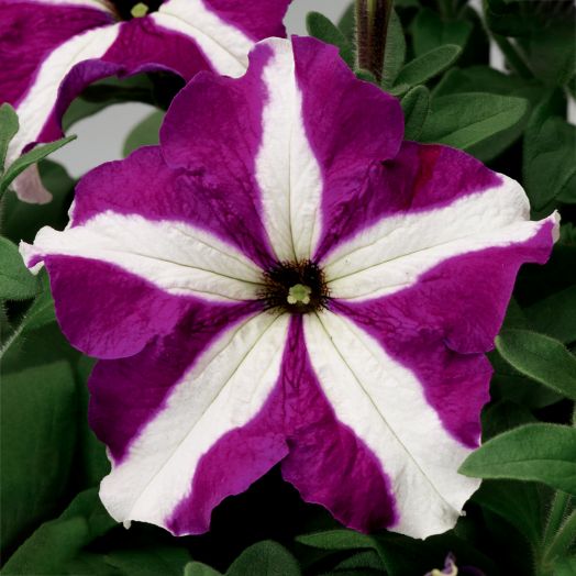 Петуния крупноцветковая (Petunia grandiflora F1) Tritunia Purple Star, 250 драже