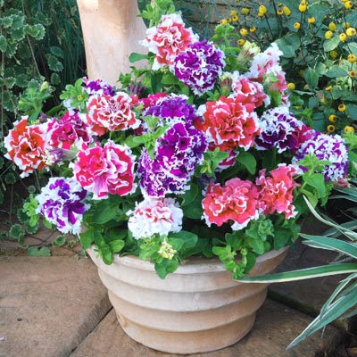 Петуния махровая (Petunia grandiflora F1 double) Pirouette Mix, 250 драже