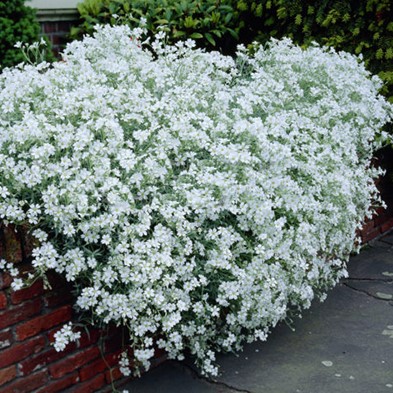 Ясколка Биберштейна (Cerastium) Biebersteinii, 1г семян