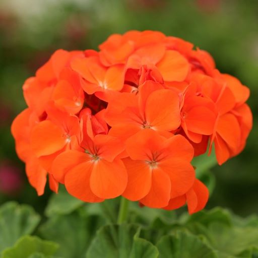 Пеларгония зональная (Pelargonium hortorum F2) Dancer Orange, 10 семян
