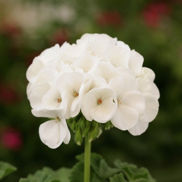 Пеларгония зональная (Pelargonium hortorum F2) Dancer White, 10 семян
