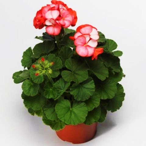 Пеларгония зональная (Pelargonium hortorum F1) Maverick Scarlet Picotee, 10 семян