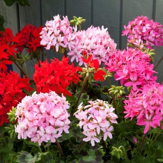 Пеларгония зональная (Pelargonium x hortorum) Quantum Mix, 10 семян