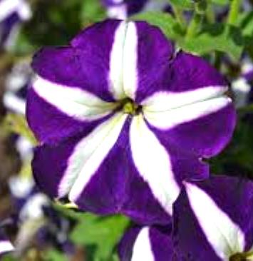Петуния многоцветковая (Petunia multiflora F1) Carpet Blue Star, 100 драже