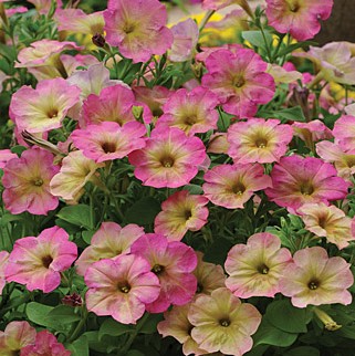 Петуния многоцветковая (Petunia hybrida F1 multiflora) Debonair Dusty Rose, 50 драже