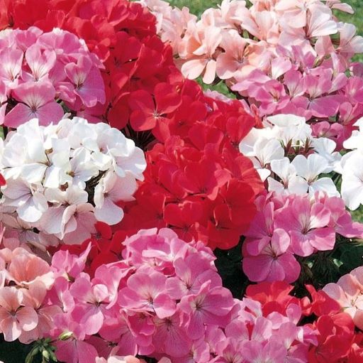 Пеларгония зональная (Pelargonium hortorum F1) Ringo 2000 Mix, 10 семян