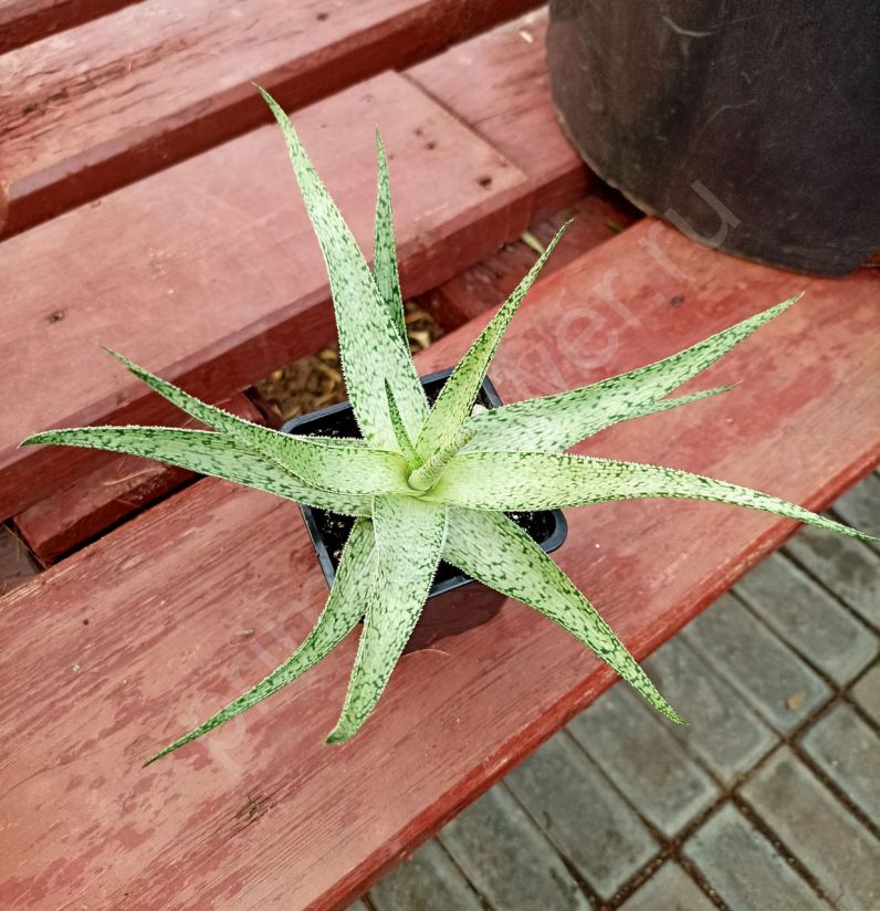 Алоэ Раухи "Сноуфлейк" ALOE RAUHII 'SNOW FLAKE'