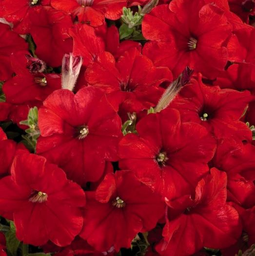 Петуния многоцветковая (Petunia F1 multiflora) Celebrity Red, 100 драже