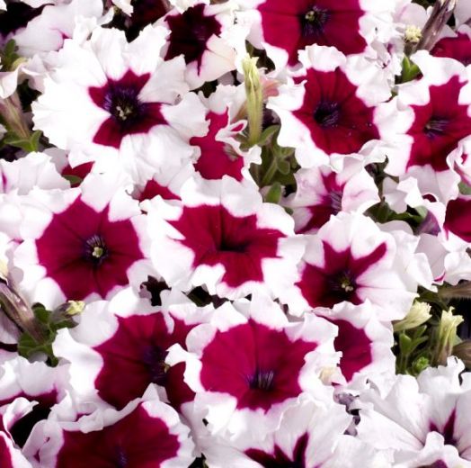Петуния многоцветковая (Petunia F1 multiflora) Celebrity Burgundy Frost, 100 драже